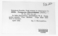 Uromyces glycyrrhizae image